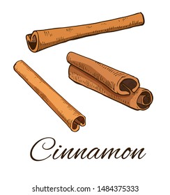 Colorful Cinnamon hand drawn set. Including different Cinnamon sticks. Retro botanical line art. Medical herb and spice. Herbal vector illustration isolated on white background