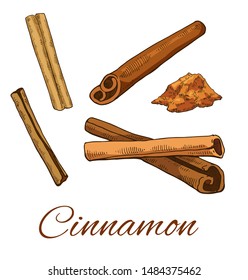 Colorful Cinnamon hand drawn set. Including Cinnamon sticks and powder. Retro botanical line art. Medical herb and spice. Herbal vector illustration isolated on white background