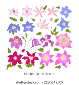 Colorful Clematis flowers floral set vector isolated on white background. Spring botanical floral illustration