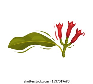 Colorful Clove Tree Botanical Vector Illustrated Item