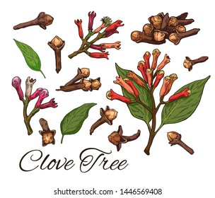 Colorful Clove Tree hand drawn set. Retro botanical line art. Medical herb and spice. Vintage raw Cloves branch with flowers, leaves and buds. Herbal vector illustration isolated on white background