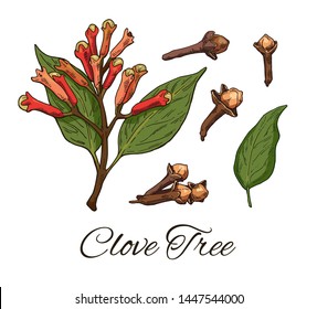 Colorful Clove Tree hand drawn set. Retro botanical line art. Medical herb and spice. Vintage raw Cloves branch with flowers, leaves and buds. Herbal vector illustration isolated on white background