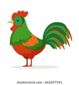 Colorful cock, poultry breeding vector Illustration