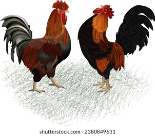 Colorful cock vector design with grass