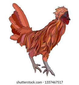 Colorful cock, vector illustration. EPS 10