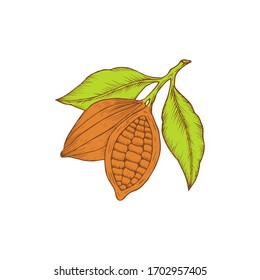 Colorful cocoa beans. Hand drawn. Vector illustration.