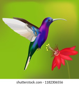 Colorful colibri bird is flying