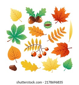 Colorful collection of autumn leaves and plants - maple, rowan, oak, willow, elm, birch, chestnut. Isolated on white background. Vector objects for autumn design.