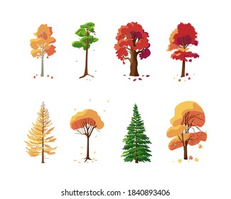 Colorful collection of autumn trees on white background. Set of isolated trees pine, spruce, oak, maple, larch, aspen, willow, chestnut.  Flat vector illustration.