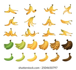 Colorful Collection of Bananas Showing Various Stages Of Ripeness From Green To Overripe, Including Different Peels