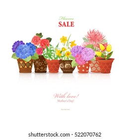 colorful collection of fine flowers planted in ceramic pots for your design.