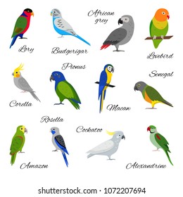 Colorful collection of parrot icons. Bird pet symbols set isolated on white background.