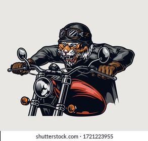 Colorful concept of aggressive tiger biker in moto helmet riding motorcycle in vintage style isolated vector illustration