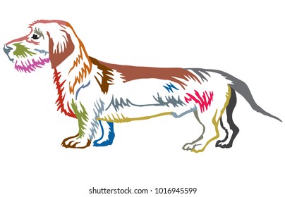 Colorful contour decorative portrait of standing in profile dog Dachshund (wire-haired), vector isolated illustration on white background