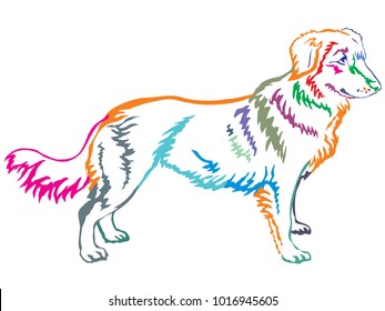 Colorful contour decorative portrait of standing in profile dog Nova Scotia Duck Tolling Retriever, vector isolated illustration on white background