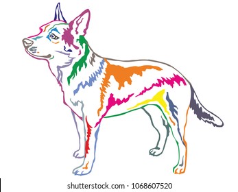 Colorful contour decorative portrait of standing in profile Australian Cattle Dog, vector isolated illustration on white background