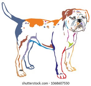 Colorful contour decorative portrait of standing in profile American Bulldog, vector isolated illustration on white background