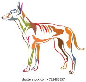 Colorful contour decorative portrait of standing in profile dog Podenco Ibicenco (Ibizan Hound), vector isolated illustration on white background