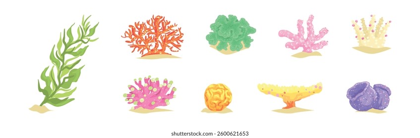 Colorful Coral and Sea Bottom Plant Vector Set