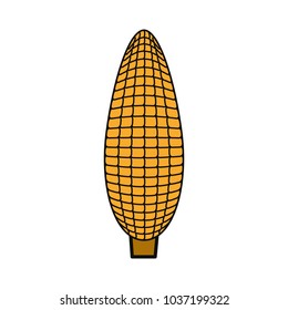 colorful  corn over white background  vector illustration