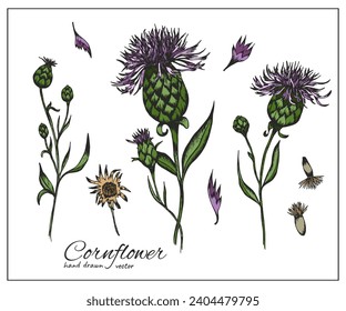 Colorful Cornflower set. Summer honey plant. Common knapweed flower for design, tea labels, medicine, botany books.