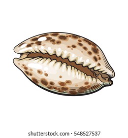 Colorful cowrie or cowry sea shell, sketch style vector illustration isolated on white background. Realistic hand drawing of shiny saltwater sea snail, cowrie shell with tiger pattern