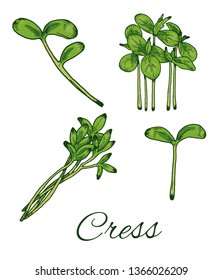 Colorful Cress hand drawn set. Retro botanical art. Medical herb and spice. Vintage green raw land cress salad. Herbal vector illustration isolated on white background