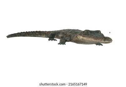 colorful crocodile vector 3D drawing