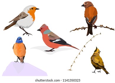 Colorful cute birds. Vector images. White background.
