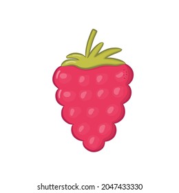 La frambuesa colorida linda aislada en un fondo blanco. Postre saludable. Ilustración vectorial.