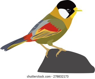 Colorful cute red-biiled leiotrix vector