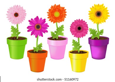 Colorful Daisies In Pots, Isolated On White