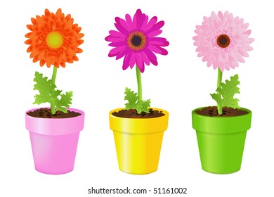 Colorful Daisies In Pots, Isolated On White