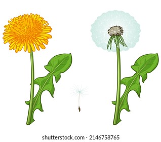 Colorful dandelion, vector illustration in cartoon style.
