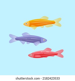 Colorful danios aquarium fish. Flat vector isolated illustration.