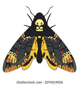 Colorful the death's head hawk moth, Acherontia atropos butterfly illustration.