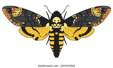 Colorful the death's head hawk moth, Acherontia atropos butterfly illustration.