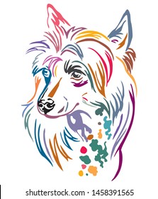 Colorful decorative outline portrait of Chinese Crested Dog, vector illustration in different colors isolated on white background. Image for design and tattoo. 