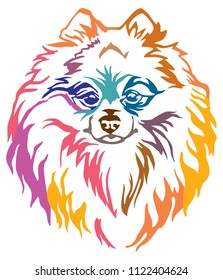 Colorful decorative portrait of Dog Pomeranian Spitz, vector illustration in different colors isolated on white background. Image for design and tattoo. 