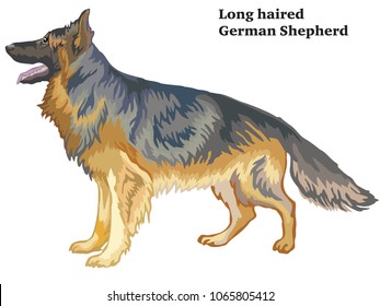 Colorful decorative portrait of standing in profile longhaired German Shepherd , vector isolated illustration on white background