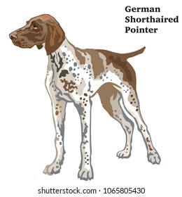 Colorful decorative portrait of standing in profile German Shorthaired Pointer, vector isolated illustration on white background