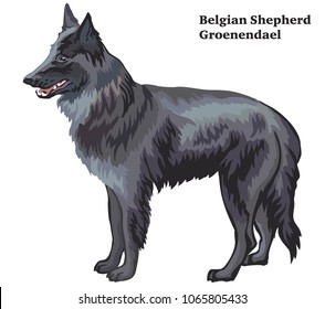 Colorful decorative portrait of standing in profile Belgian Shepherd (Groenendael), vector isolated illustration on white background
