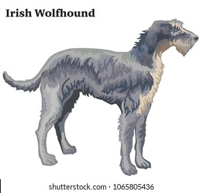 Colorful decorative portrait of standing in profile Irish Wolfhound, vector isolated illustration on white background