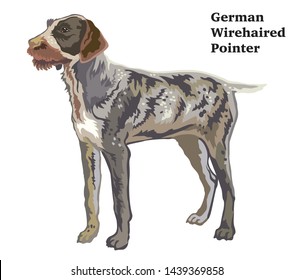 Colorful decorative portrait of standing in profile German Wirehaired Pointer, vector isolated illustration on white background