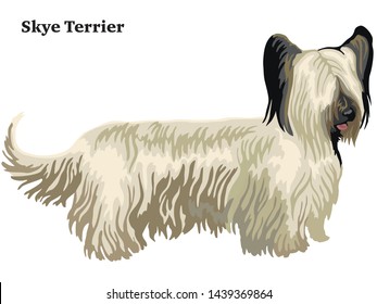 Colorful decorative portrait of standing in profile Skye Terrier, vector isolated illustration on white background