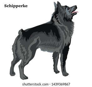 Colorful decorative portrait of standing in profile Schipperke, vector isolated illustration on white background