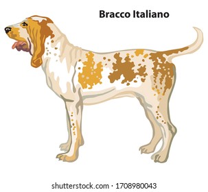 Colorful decorative portrait of standing in profile Dog Bracco Italiano, vector isolated illustration on white background. Stock illustration