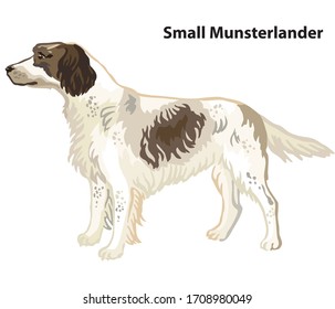 Colorful decorative portrait of standing in profile Small Munsterlander Dog, vector isolated illustration on white background. Stock illustration