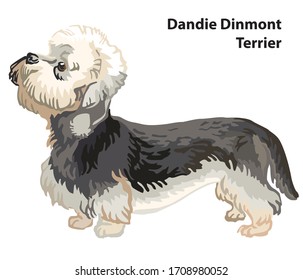 Colorful decorative portrait of standing in profile Dandie Dinmont Terrier, vector isolated illustration on white background. Stock illustration