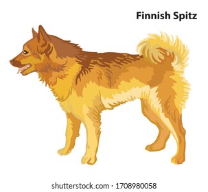 Colorful decorative portrait of standing in profile Dog Finnish Spitz, vector isolated illustration on white background. Stock illustration